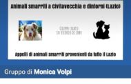 Allarme cani scomparsi, la denuncia da Civitavecchia