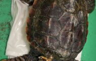Guardia Costiera e Tartalazio salvano esemplare di tartaruga marina