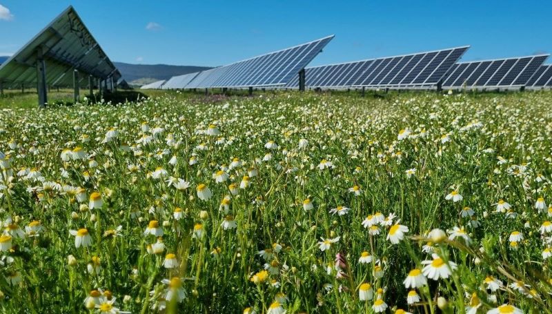 Enel Green Power avvia a Tarquinia la costruzione dell’impianto agrivoltaico più grande d’Italia