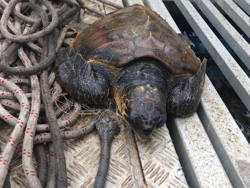 Il NOA di Civitavecchia nella rete TartaLazio